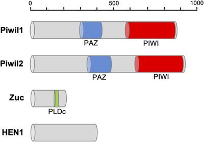 Conserved and Widespread Expression of piRNA-Like Molecules and PIWI-Like Genes Reveal Dual Functions of Transposon Silencing and Gene Regulation in Pinctada fucata (Mollusca)